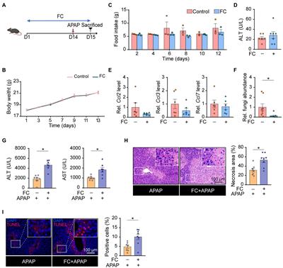 Gut Commensal Fungi Protect Against Acetaminophen-Induced Hepatotoxicity by Reducing Cyp2a5 Expression in Mice